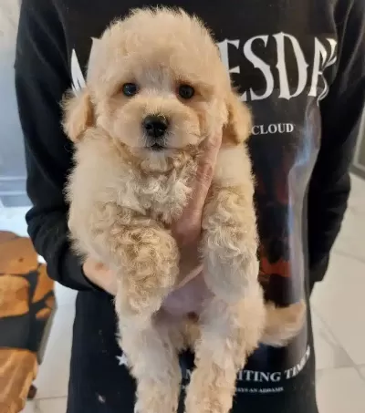 Ev Terbiyeli Kıvırcık Yumak Maltipoo Aile Dostu Karakter