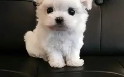 Ev Ortamında Sıfır Numara Maltese Terrier