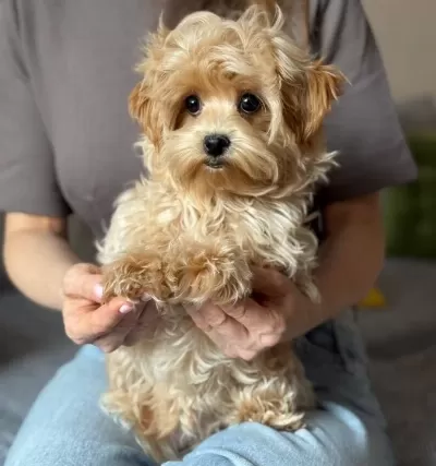 Ev Ortamında Yetisen Kahve Tonlu Maltipoo Cinsi Yavrular
