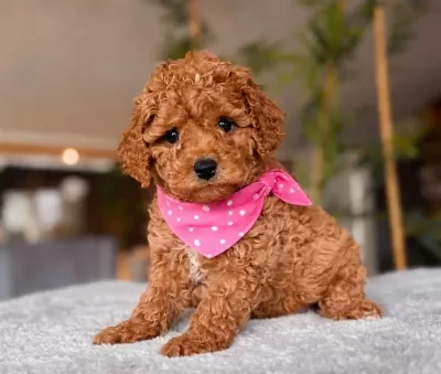 Kahve Tonlu Maltipoo Yavrularımız Oyuncak Degil