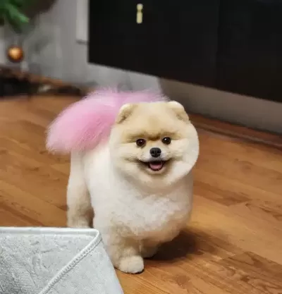 Bu Pomeranian Boo Dan Turkiyede Daha Iyisi Yok