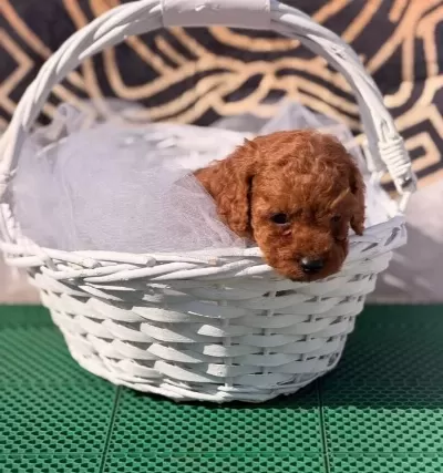 Toy Poodle Kore Kan Yavrumuz