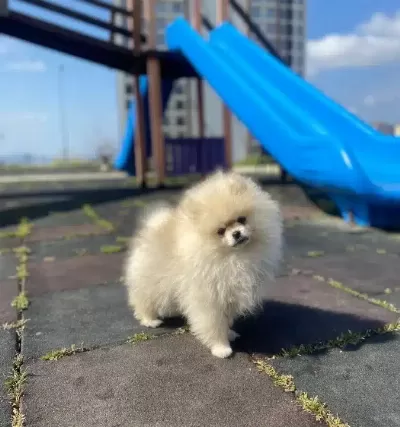 Irk Garantili Pomeranian Boo Yavrularımız
