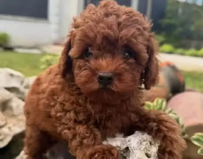 Ası Takvimi Baslamıs Koyu Kızıl Toy Poodle Yavrusu