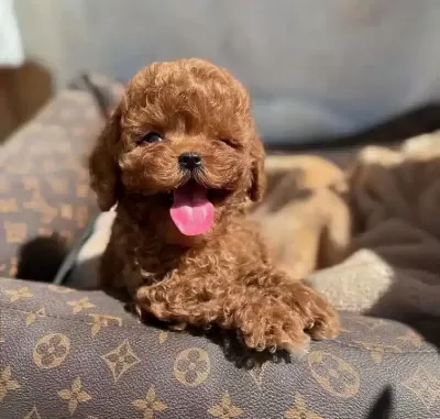 Orjinal Toy Poodle Yavrularımiz