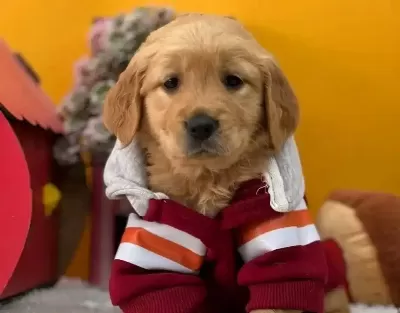 Babyface Golden Retriever Disi Asılı Yavrumuz