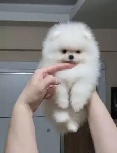 Ust Kalite Kar Beyaz Teacup Pomeranian Disi