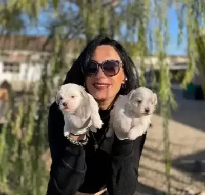 Karbeyaz Maltese Bebeklerim Sağlık Ve Irk Garantilidir