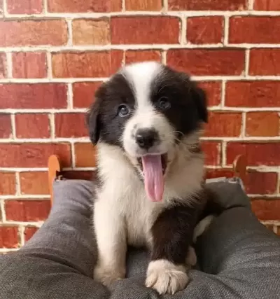 Akıllı Ve Sosyal Border Collie Yavruları