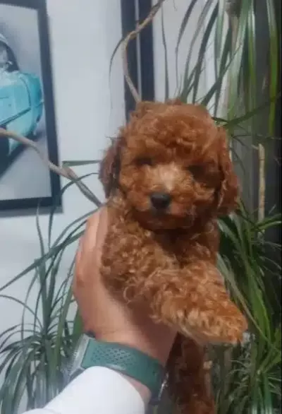 Sevimli kardeş Toy Poodle Bebekler