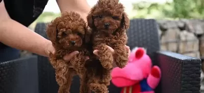 Orjinal Toy Poodle Yavrularımiz