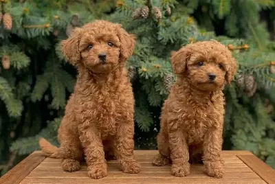 Safkan Toy Poodle Yavruları
