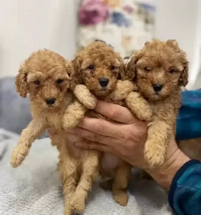 Poodle Ayarinda Maltipoo Yavrularımiz