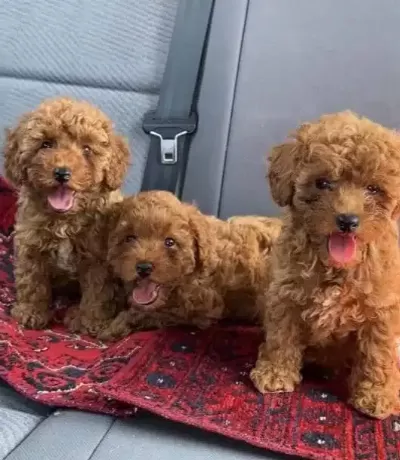 Kızıl Kürk Dokulu 2 Aylık Toy Poodle Yavrularımız