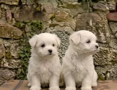 Safkan Teacup Maltese Terrier Yavruları