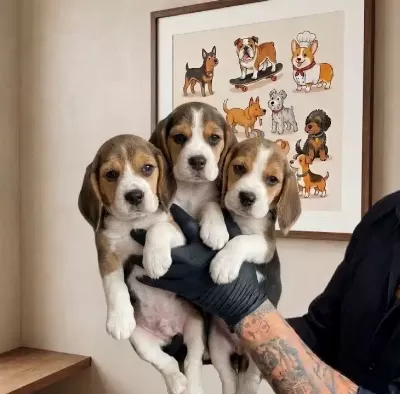 Safkan Elizabeth Beagle Yavruları