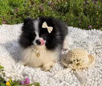 Panda Maskeli Prenses Pomeranian Yavrular
