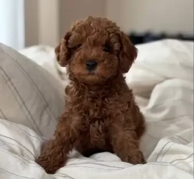 Red Brown Disi Toy Poodle Yavrular