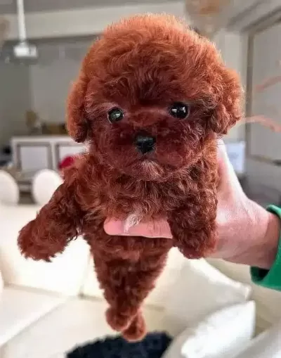 Irk Ve Sağlık Garantili Mini Kore Toy Poodle Bebekler