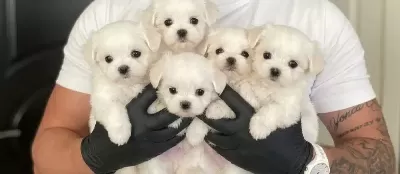 Bembeyaz Safkan Teacup Maltese Terrier Yavruları