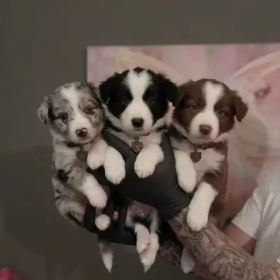 2 Aylık Safkan Border Collie Yavruları