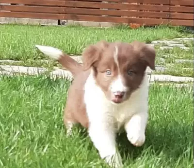 Firlama Kahve Border Collie Yavruları