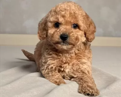 Sevimli Maltipoo Cinsi Yavrular Ev Uretimi