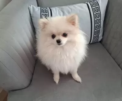 11 Aylık Pomeranian Tilki Surat
