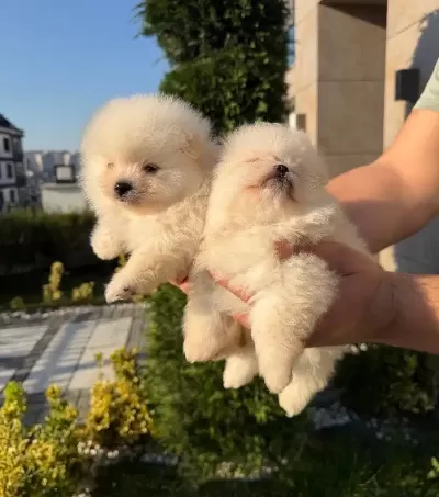 3 Adet Pomeranian Boo Bebeklerimiz Yuvalarını Bekliyor