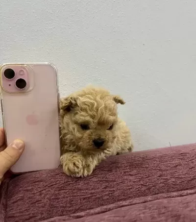 Micro Safkan Poodle