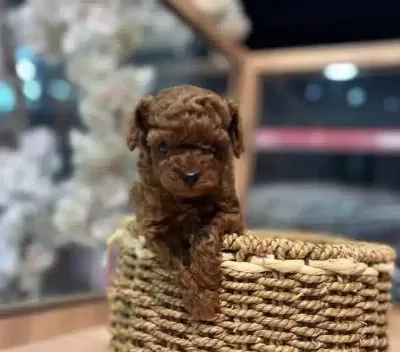 Kore Red Brown Poodle