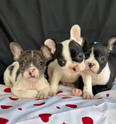 Alacalı Desen Fransız Bulldog Yavrularımız