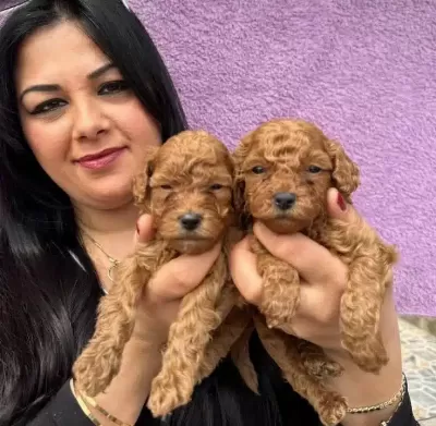 Miniature Poodle Yavrularımız