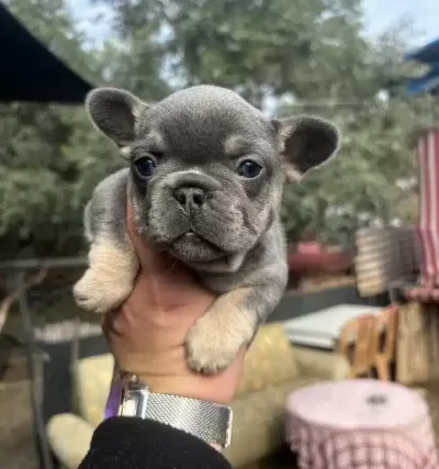 Egzotik French Bulldog Bebekler