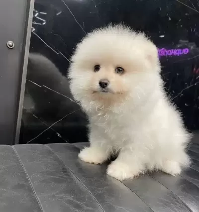 Miniature Pomernian Boo Yavrularımız