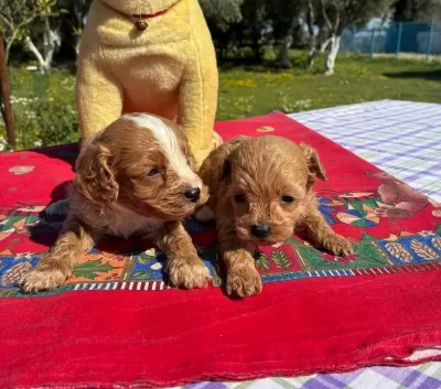 2 Aylık Poodle Cok Oyuncu