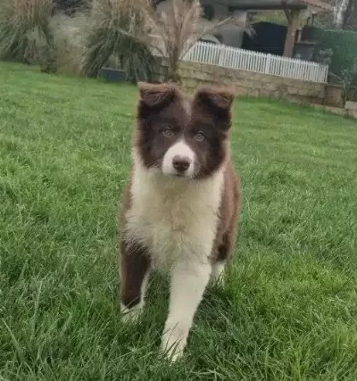 Karakteristik Maskeli Border Collie Yavru