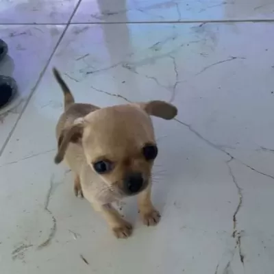 Sarı Canta Boy Chihuahua