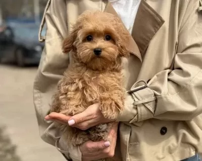 Toy Poodle Sevimli Yavrular