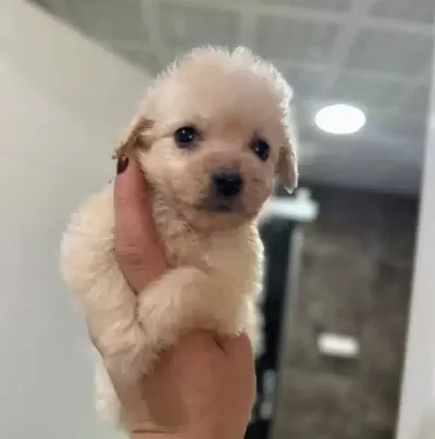 Mukemmel Minyatür Maltipoo