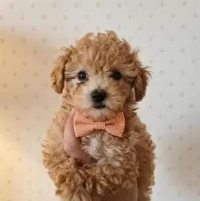 Tatlılık Abidesi Poodle Yavrularımız