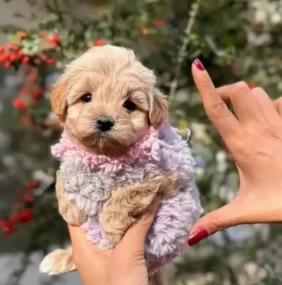 Kaliteli 2 5 Aylık Maltipoo bebeğim