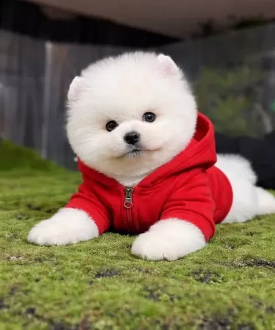 En Iyisini Isteyene Pomeranian Boo