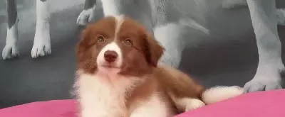 Border Collie Yavruları
