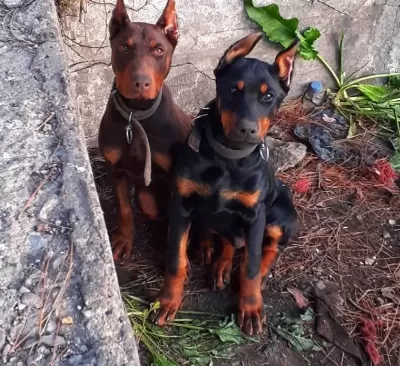 Sampiyon Soydan Doberman Yavrular