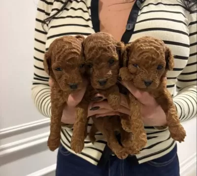 Yine Efsane Minyatür poodle Yavrularımız Hazır
