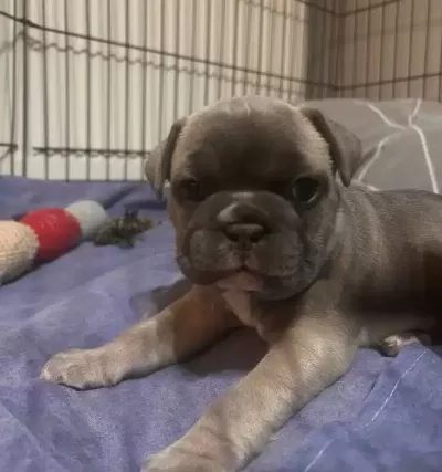 Blue Disi French Bulldog