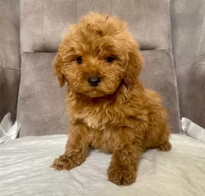 Mini Boy Maltipoo Oglumuz