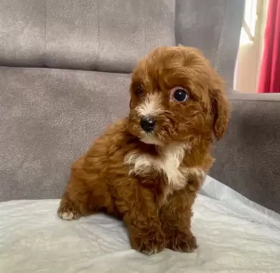 Teacup Maltipoo Oglumuz