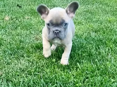 Beykoz Dan Karizma French Bulldog Yavrular